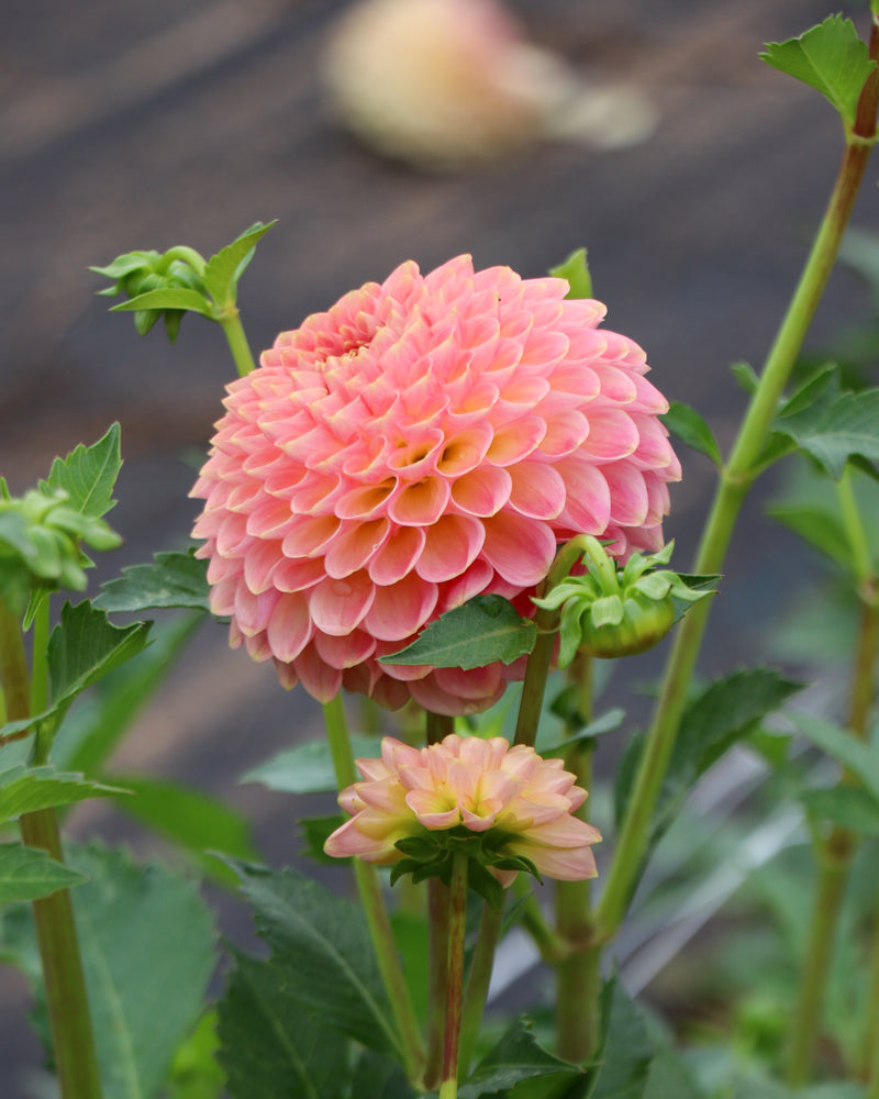 20th Ave Softer Peach (Bulk 10 Tubers)