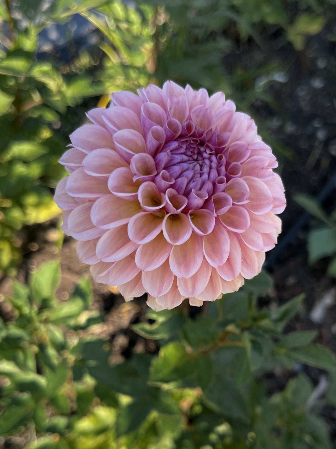 Bracken Rose