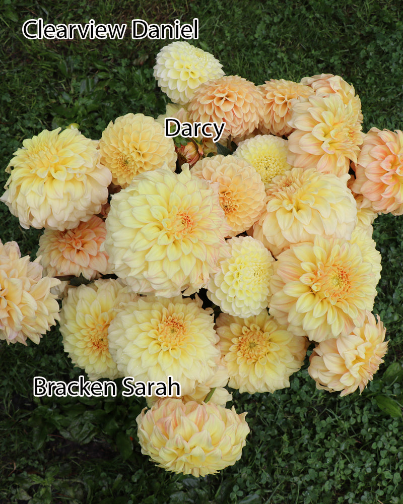 Bracken Sarah