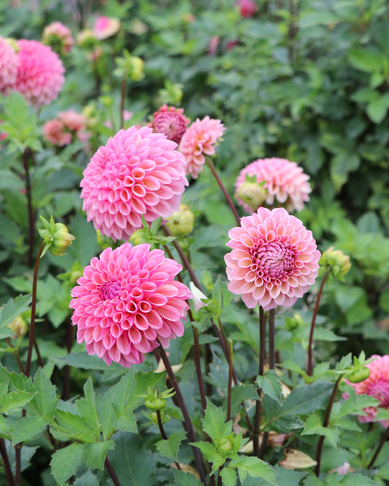 Bracken Rose