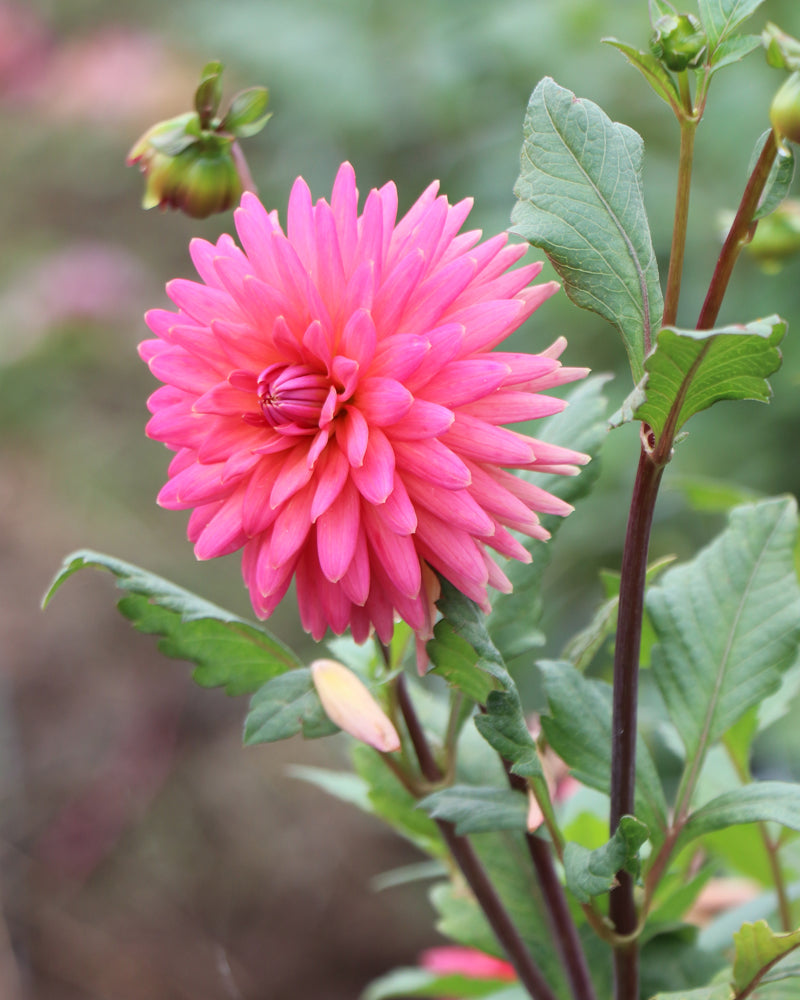 Clearview Ginger