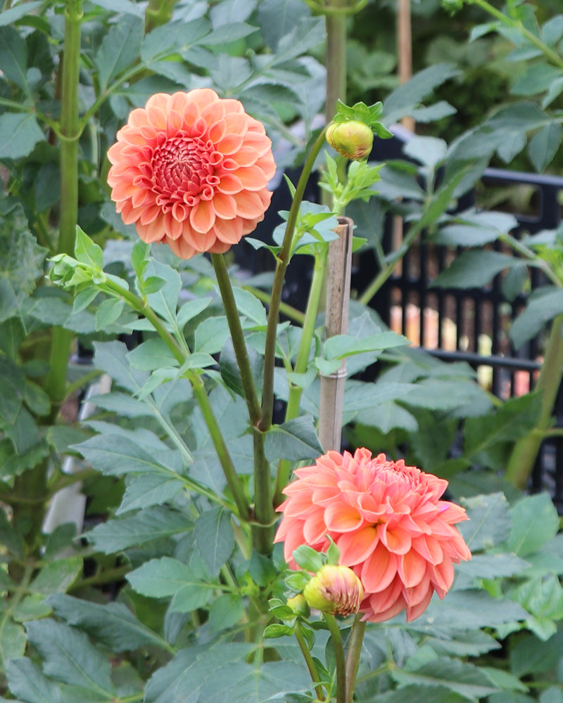 Ferncliff Apricot