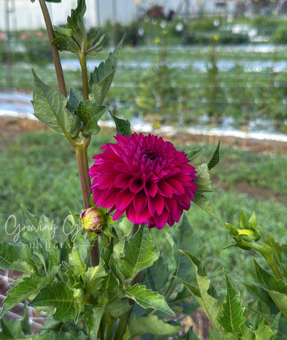 Hollhill Berry Purple