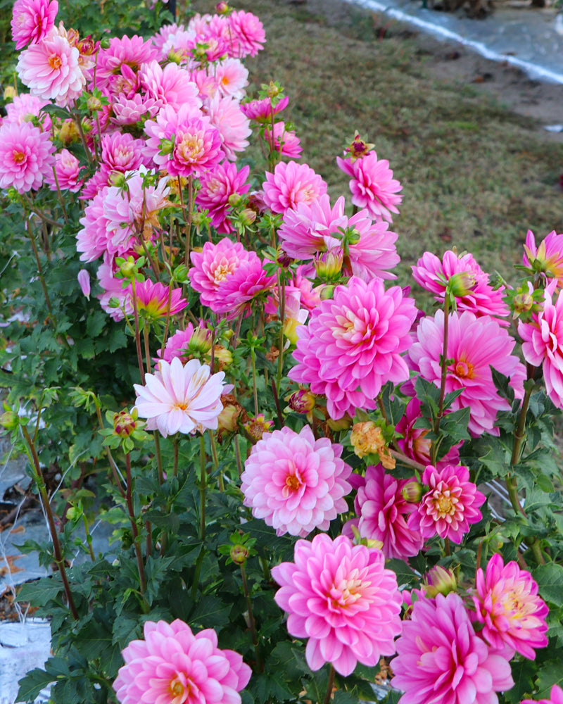 Hollyhill Pink Martini