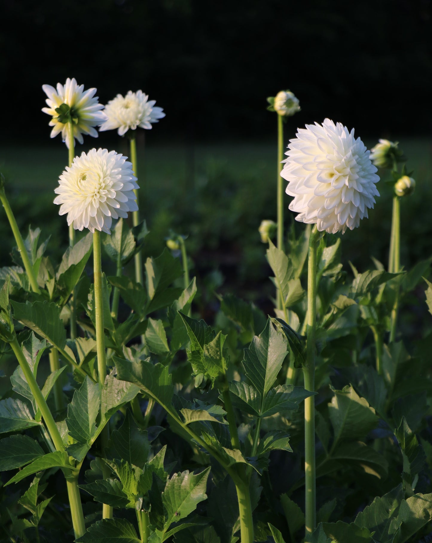 Blizzard (bulk- 10 tubers )