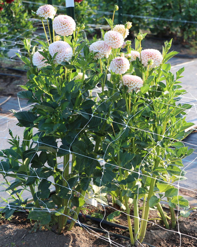 SC-CRRE (Cinder Rose)