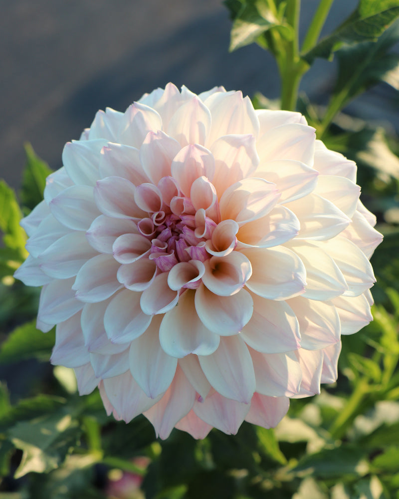 SC-PRL (Pearl)