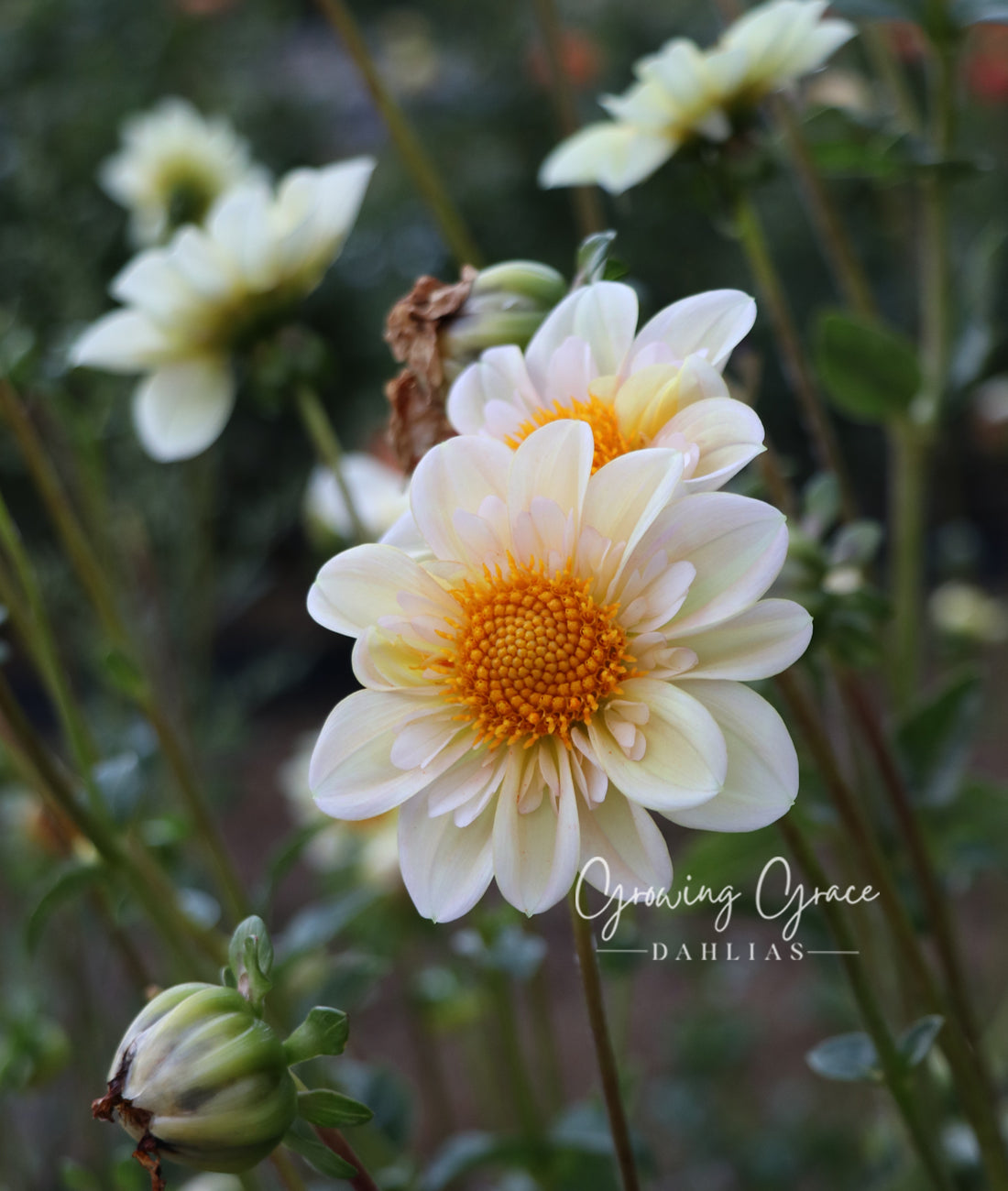 Mayberry's Peach Blossom