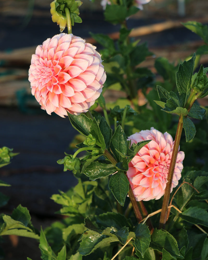 Peaches-N-Cream
