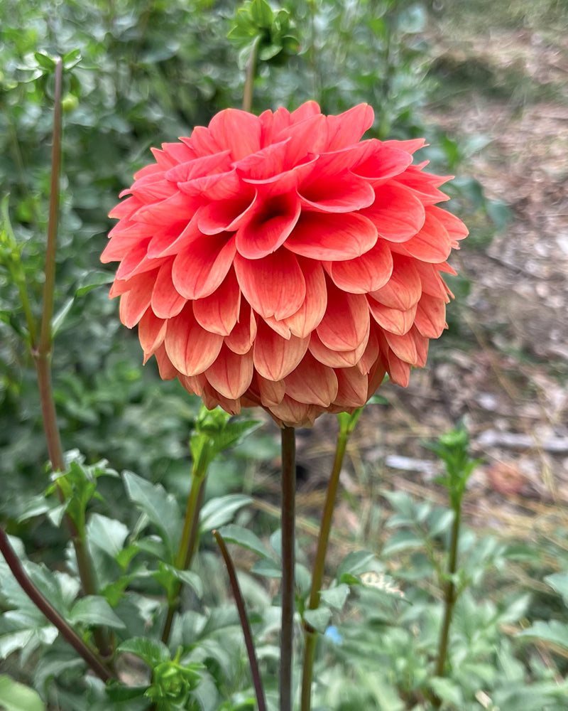 Tahoma Amble