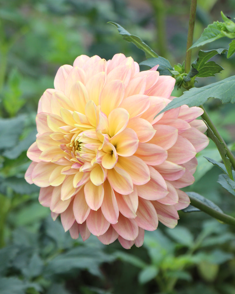 Wyn's New Pastel