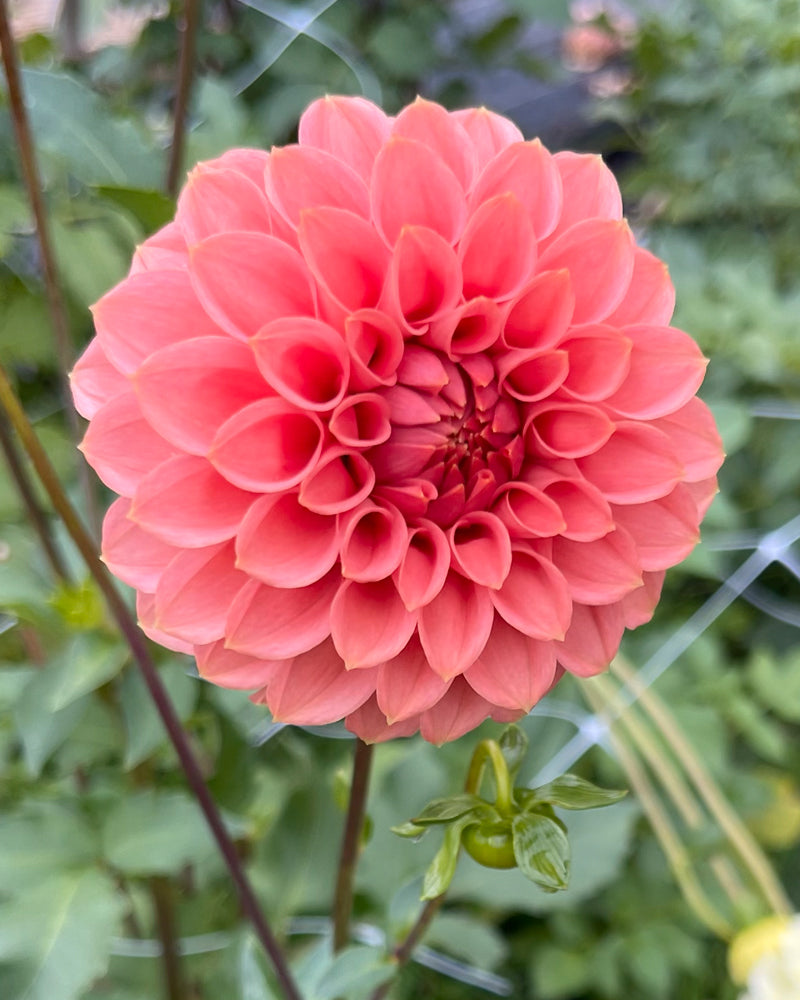 SC-KERE (Keltie Rose)
