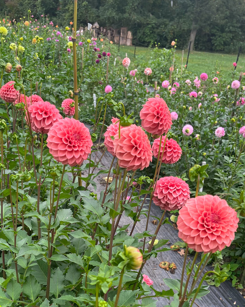 SC-KERE (Keltie Rose)