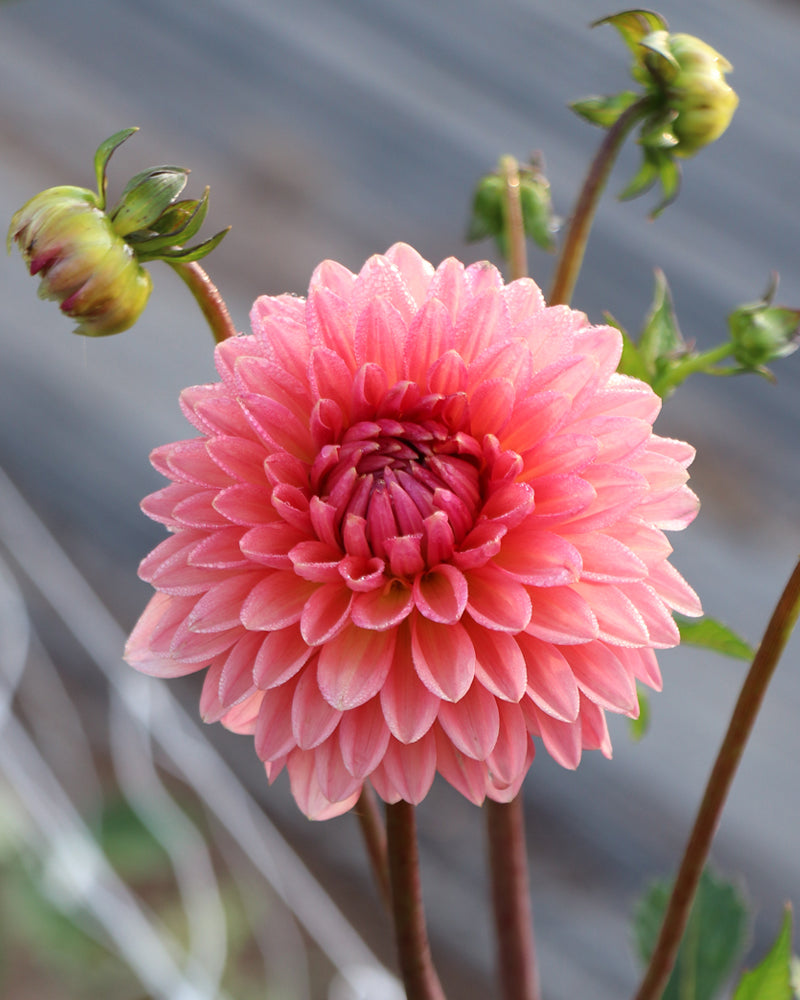 Lee's Zesty Peach