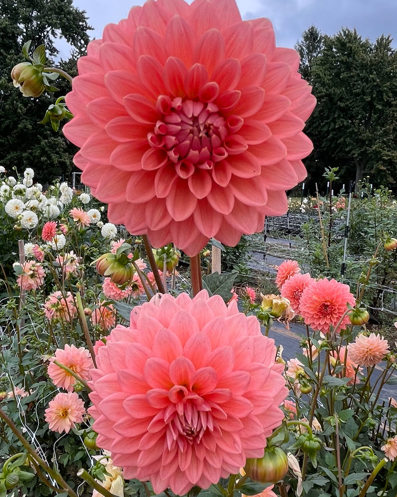 Lee's Zesty Peach