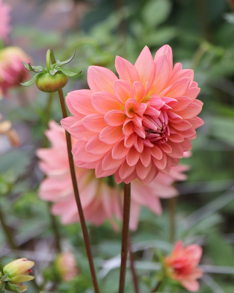 Lee's Zesty Peach