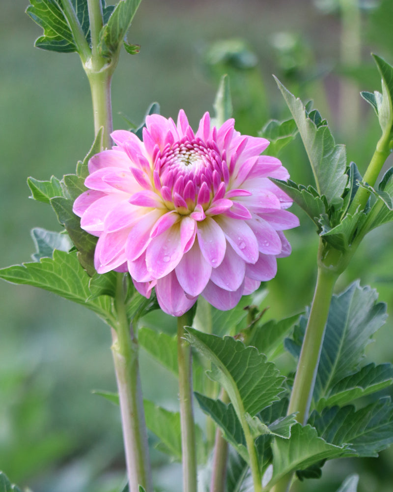 Tahoma Little One