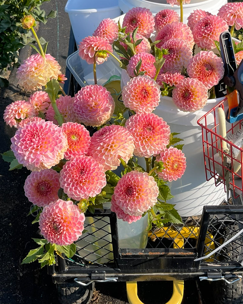 20th Ave Softer Peach (Bulk 5 Tubers)