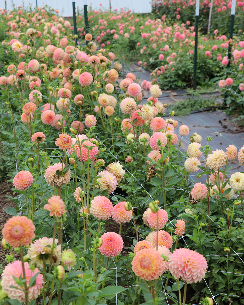 20th Ave Softer Peach (Bulk 5 Tubers)