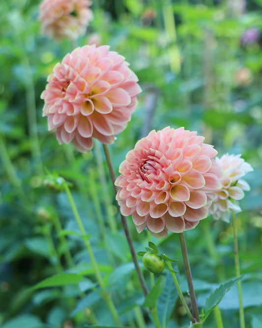 20th Ave Softer Peach