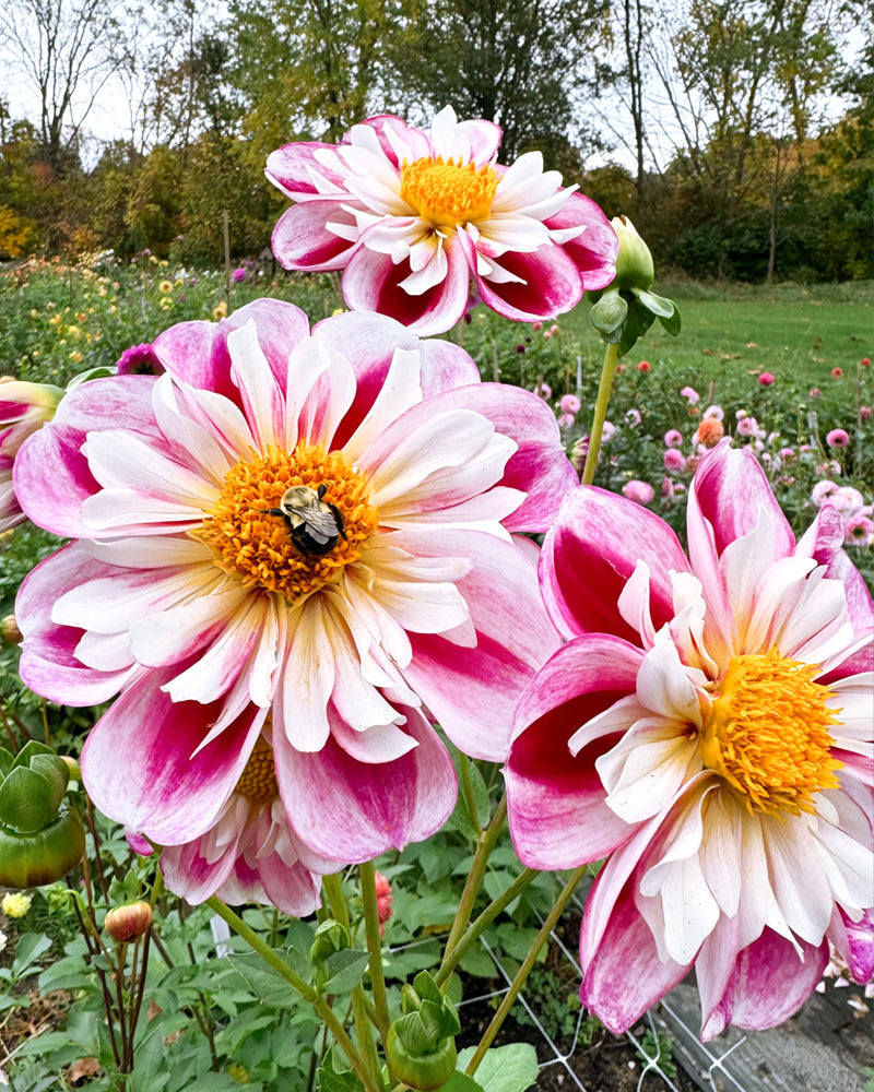 Bumble Rumble – Growing Grace Dahlias