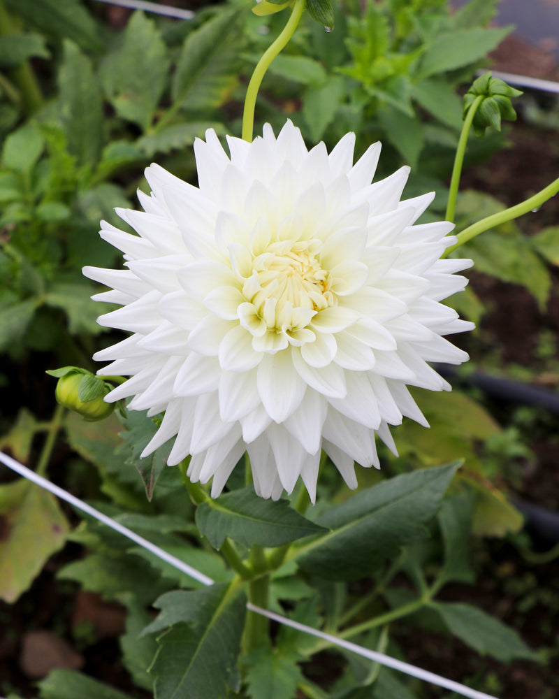 Clearview Tammy Growing Grace Dahlias
