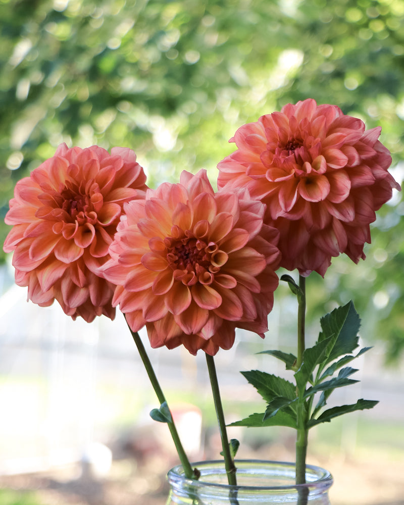 Ferncliff Copper – Growing Grace Dahlias