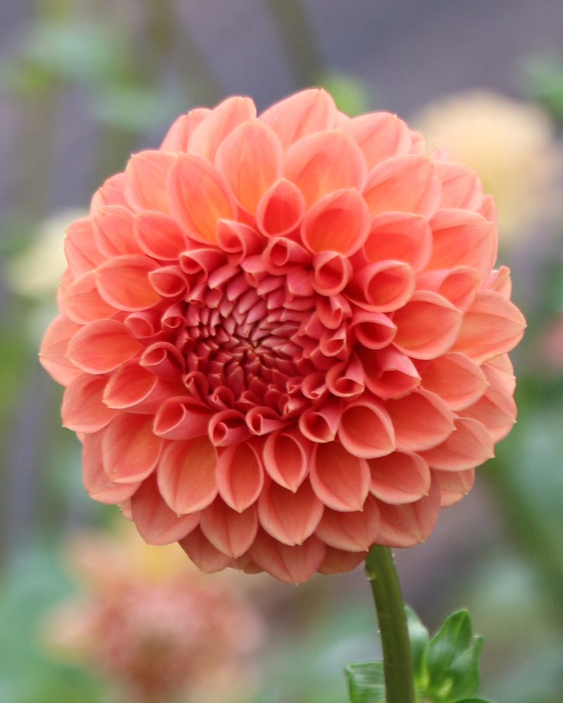 Ferncliff Apricot