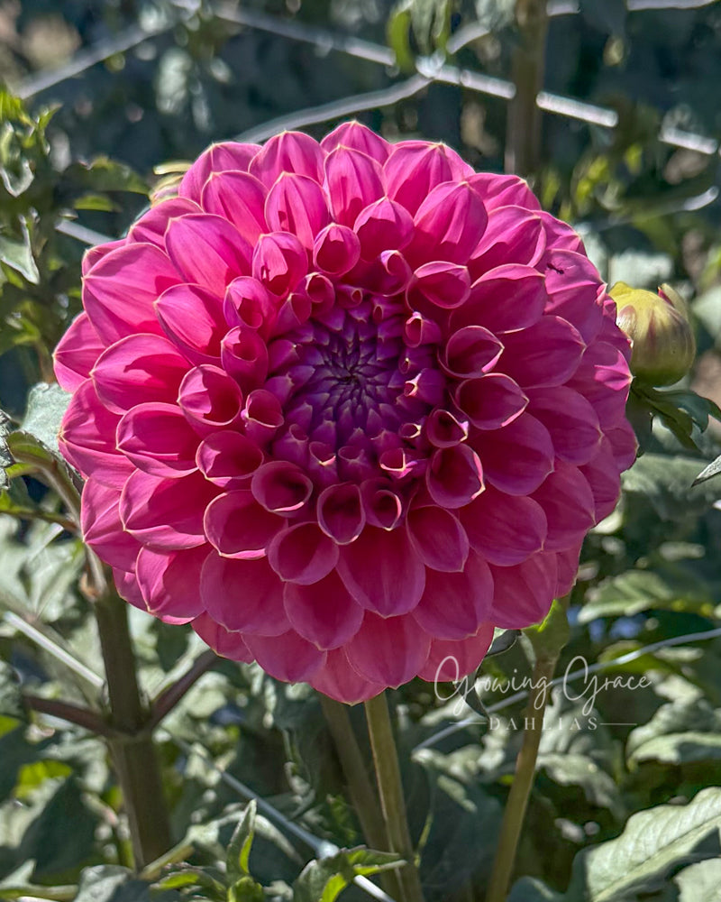 GC Pink Lemonade