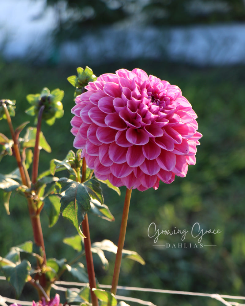 GC Pink Lemonade – Growing Grace Dahlias