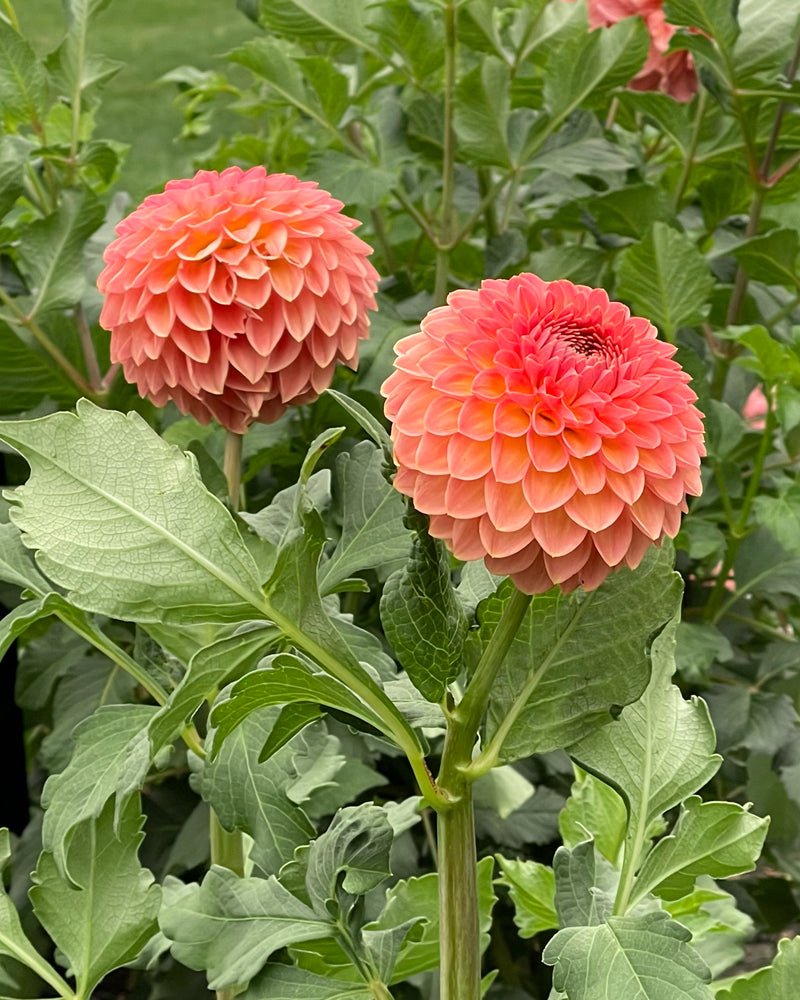 Hillcrest Suffusion – Growing Grace Dahlias