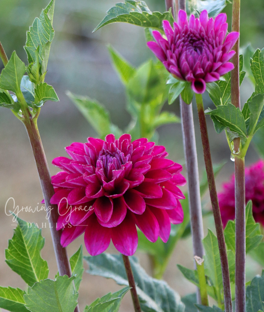 Hollhill Berry Purple