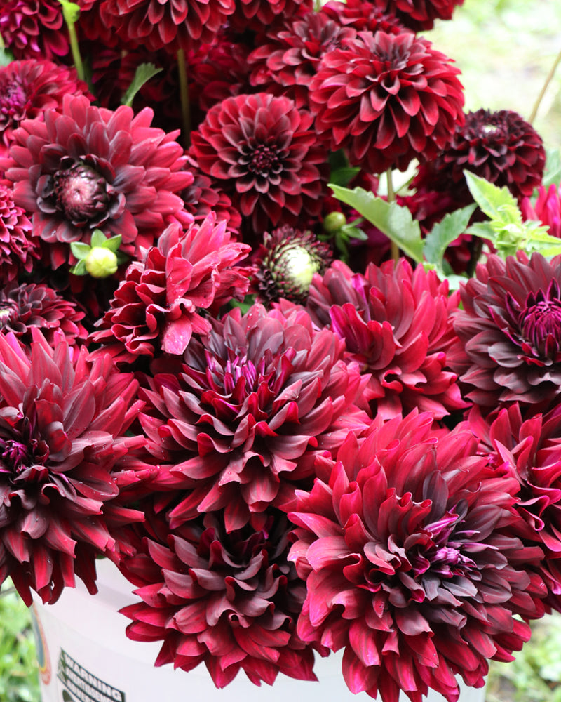 HollyHill Black Beauty