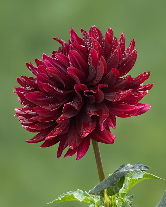 HollyHill Black Beauty
