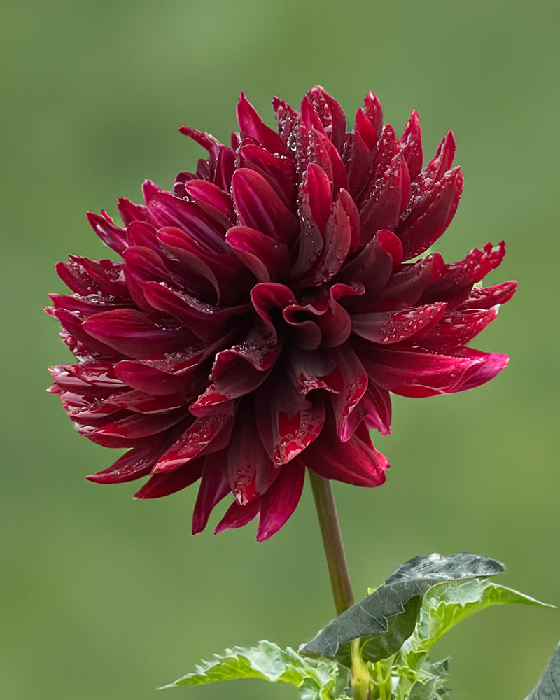 HollyHill Black Beauty