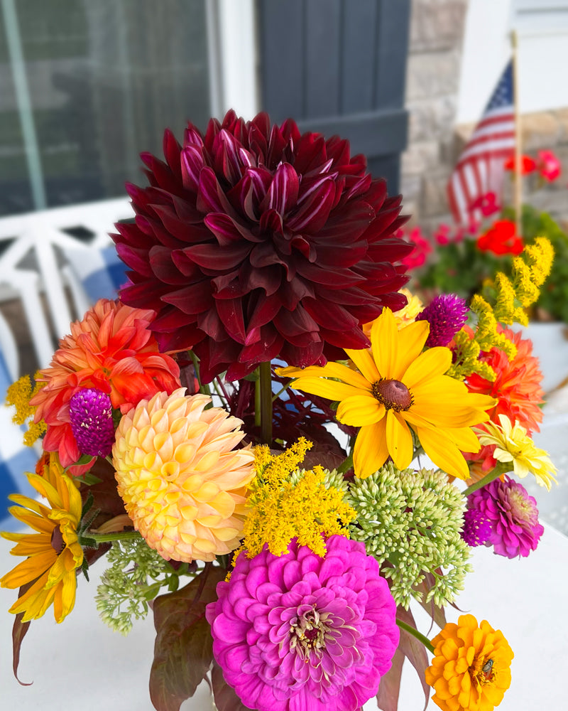 HollyHill Black Beauty