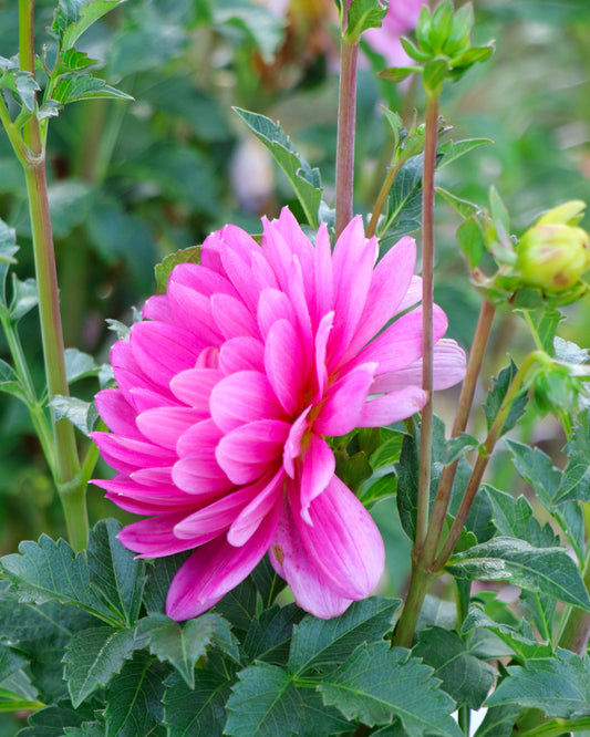 Hollyhill Pink Martini