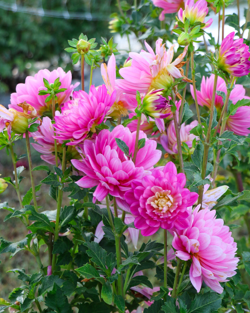 Hollyhill Pink Martini