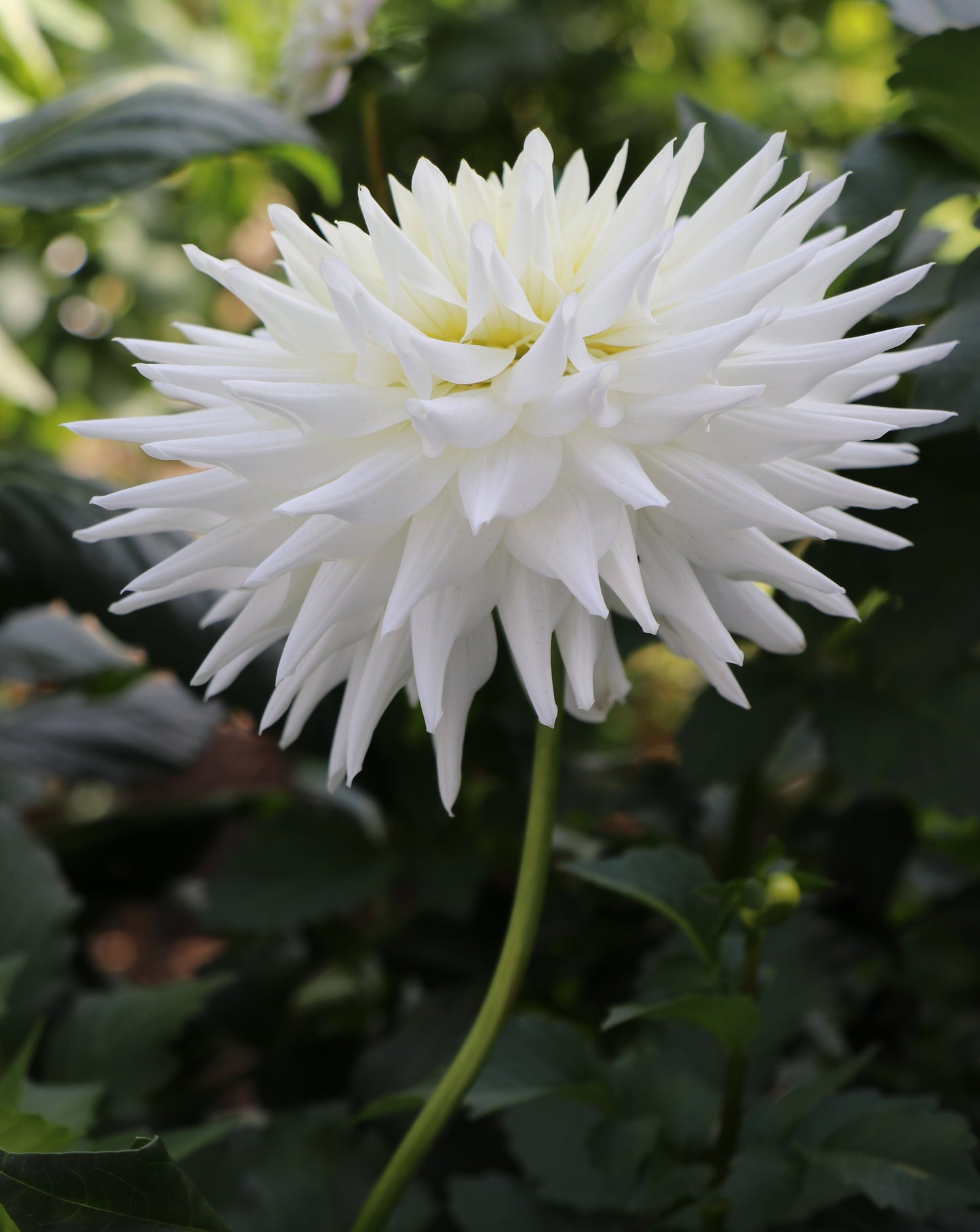 Allen’s Arctic Fox