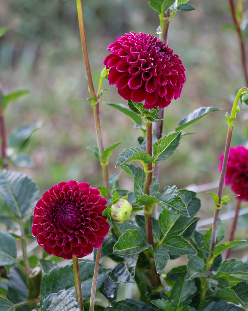 Jackie's Red Devil Dahlia Tuber | Growing Grace Dahlias