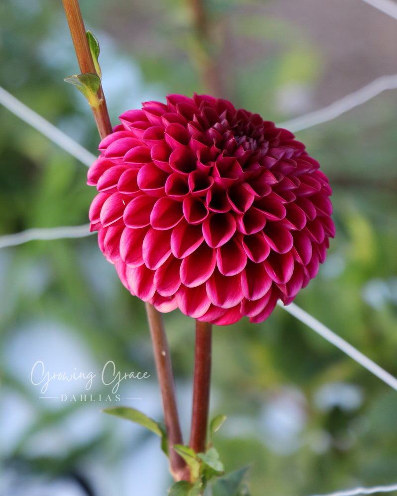 Jackie's Red Devil Dahlia Tuber | Growing Grace Dahlias