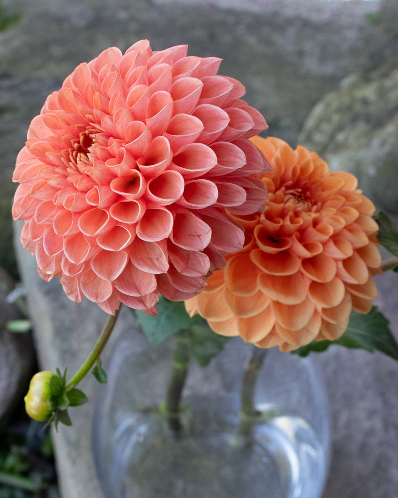 Jowey Linda – Growing Grace Dahlias