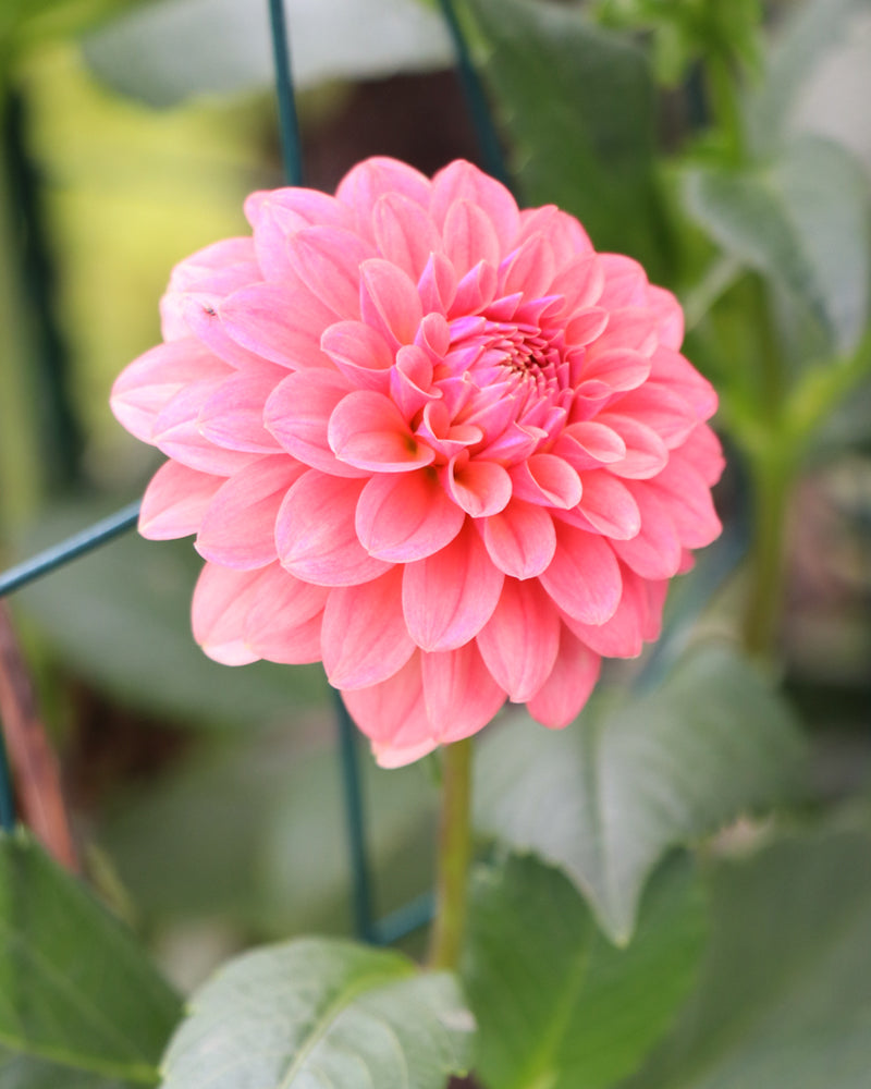 SC-BOCH (Boho Peach)