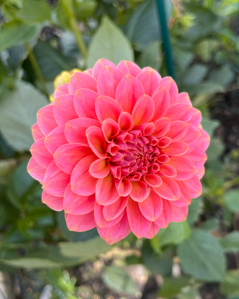 SC-BOCH (Boho Peach)