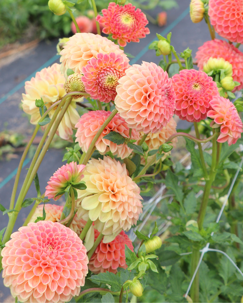 L.A.T.E. – Growing Grace Dahlias