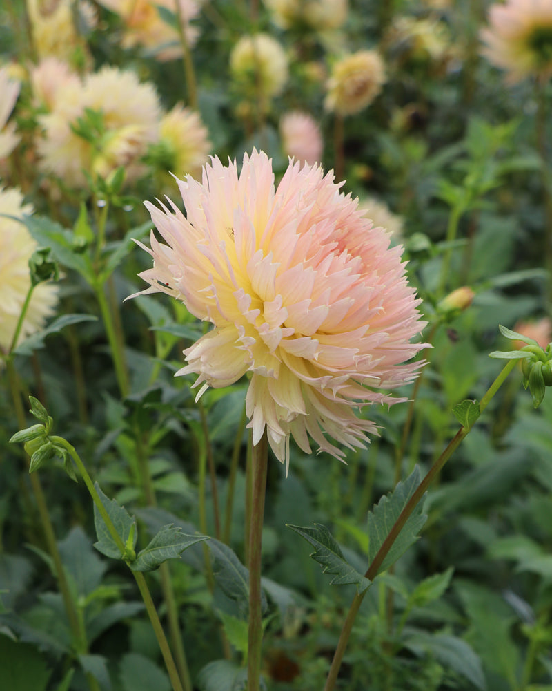 Lakeview Peach Fuzz