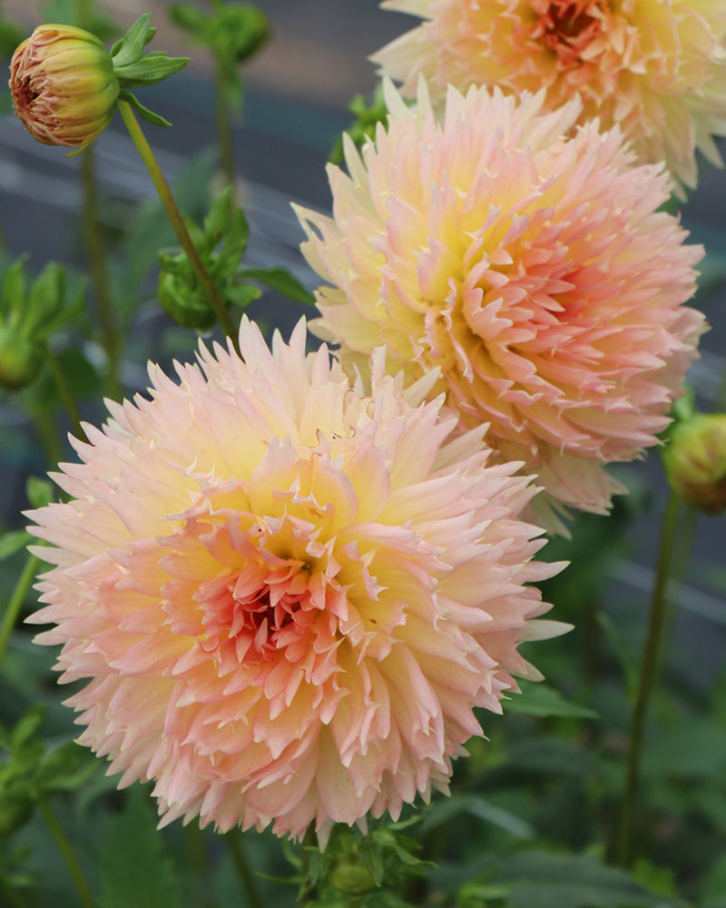 Lakeview Peach Fuzz