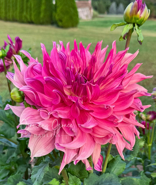 Penhill Dark Monarch
