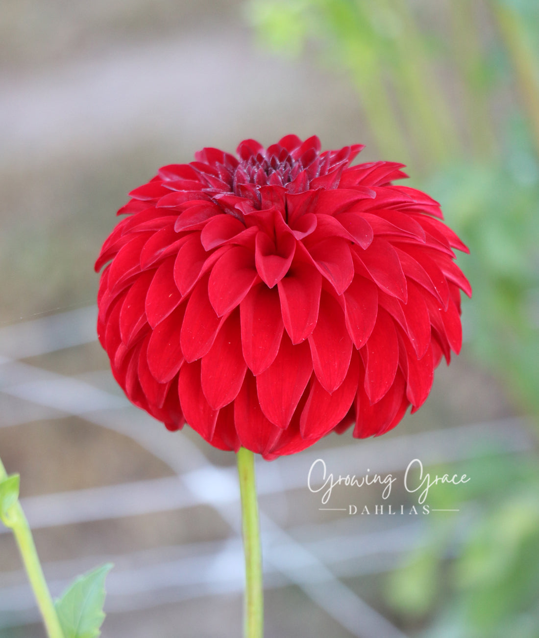 River's Cherry Bomb