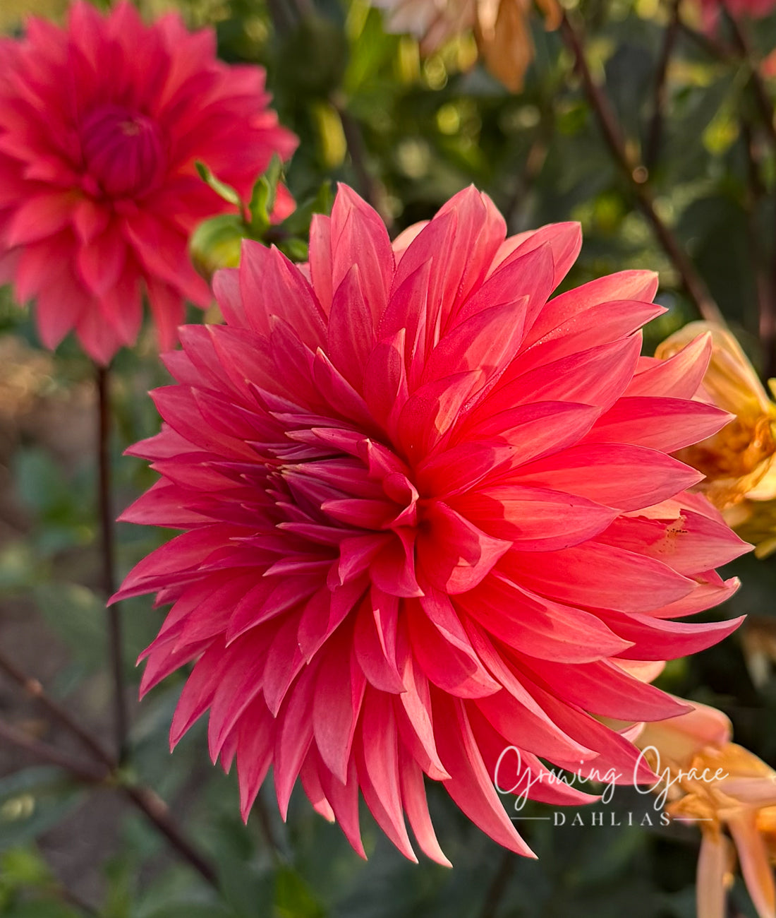 Sandia Ruthie